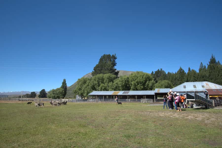 Tekapo: Merino Sheep Shearing and Sheepdog Demonstration - Why Merino wool matters