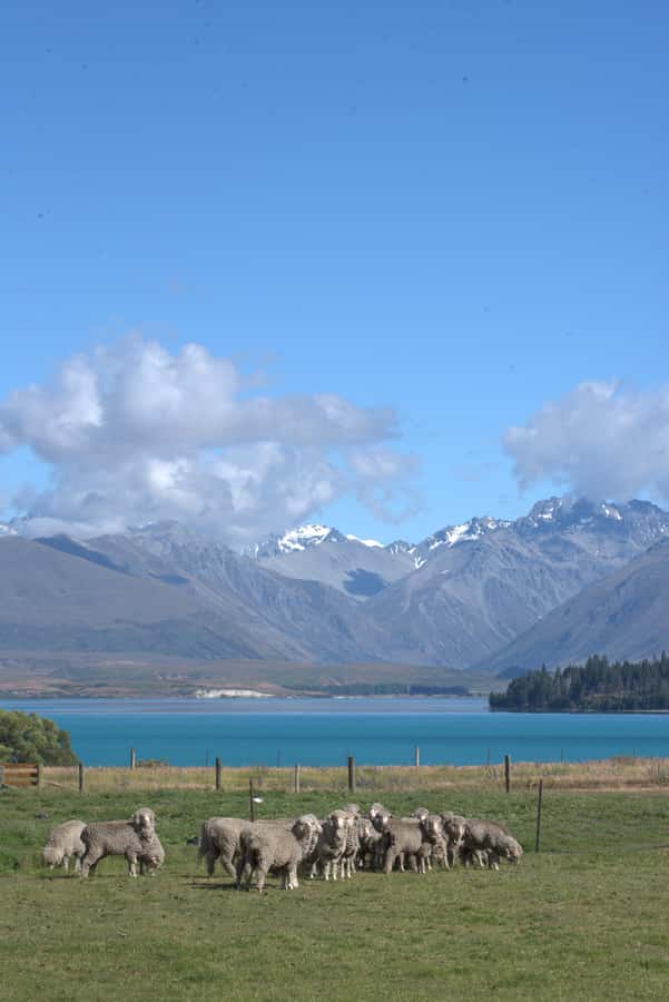 Tekapo: Merino Sheep Shearing and Sheepdog Demonstration - Sheepdogs, whistles, and controlled movement