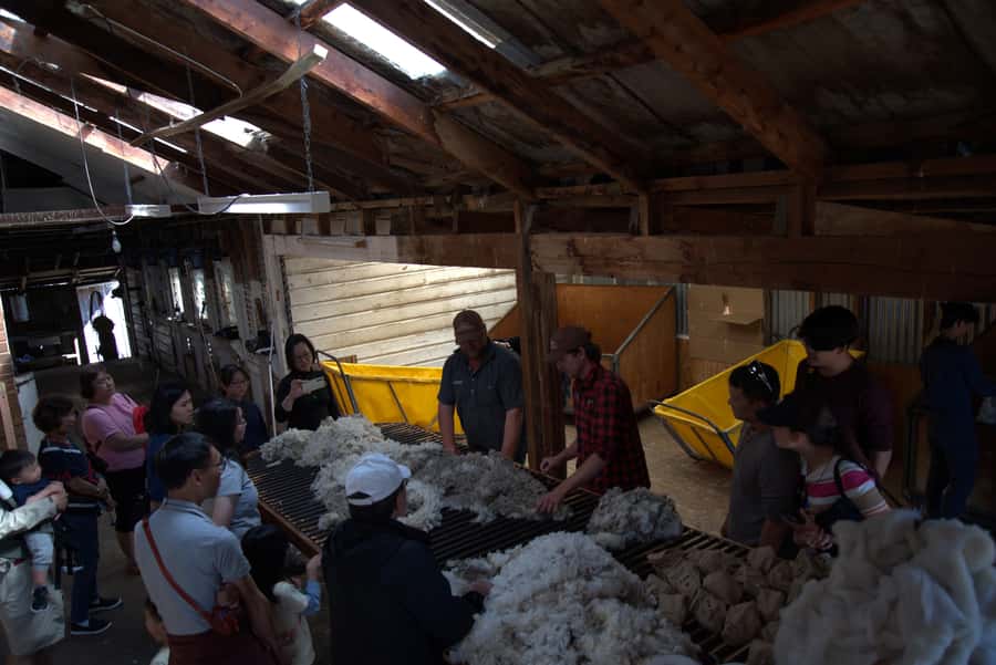 Tekapo: Merino Sheep Shearing and Sheepdog Demonstration - Sheep racing adds a playful finish