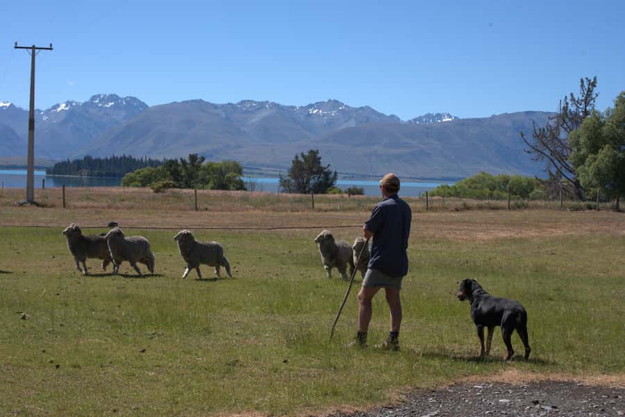 Tekapo: Merino Sheep Shearing and Sheepdog Demonstration - Is one hour enough for $59?
