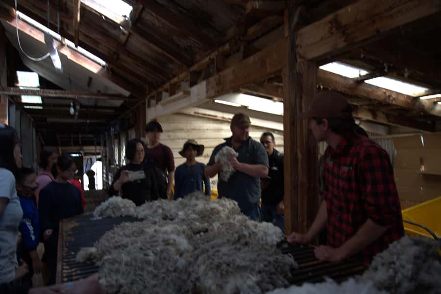 Tekapo: Merino Sheep Shearing and Sheepdog Demonstration - Who should book this Tekapo farm experience?