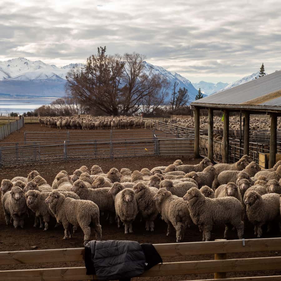 Tekapo: Merino Sheep Shearing and Sheepdog Demonstration - The setting: farm work with a Southern Alps backdrop