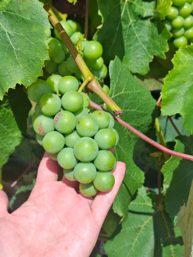The Boutique Experience: Waiheke Island Best Cellar Tour - Who should book, and who should skip it