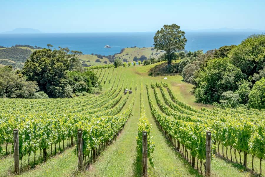 The Epic Waiheke Sundowner, Food And Wine Trip - Practical details that can save you trouble