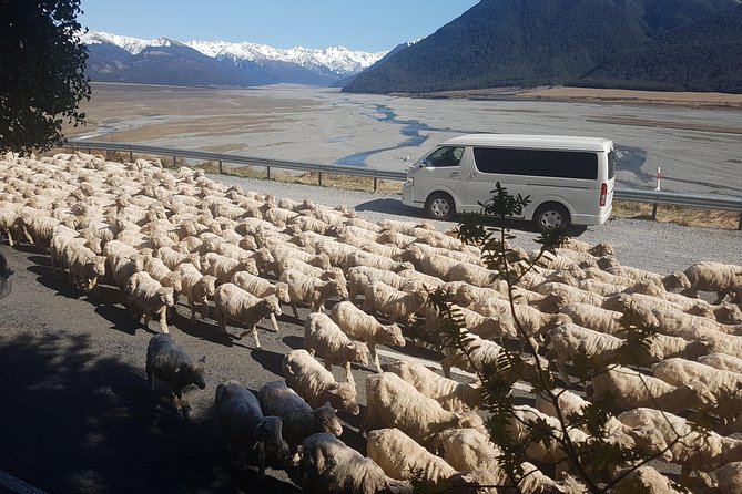 Tranz Alpine Train Tour - Is $465.43 good value?