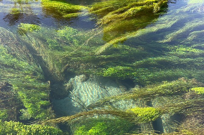 TRIPLE DEAL Wai-O-Tapu, Redwood Forest & Blue Springs Ex Auckland - Lady Knox Geyser at 10:15am