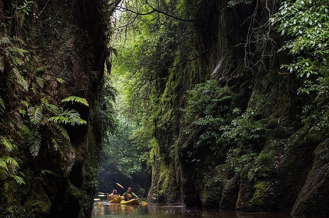Twilight Kayak Glowworm Tour with Stargazing - Glowworms after dark