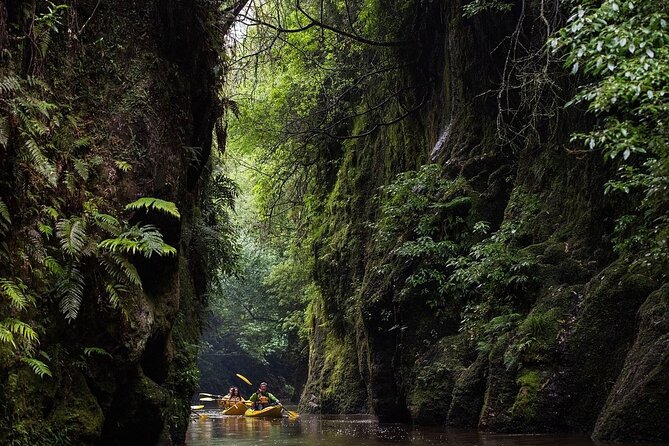 Twilight Kayak Glowworm Tour with Stargazing - What the $328.90 price really covers