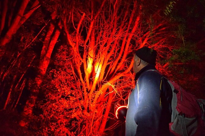 Twilight Wild Kiwi Bird Encounter Private Tour - Why a private Auckland kiwi outing feels special