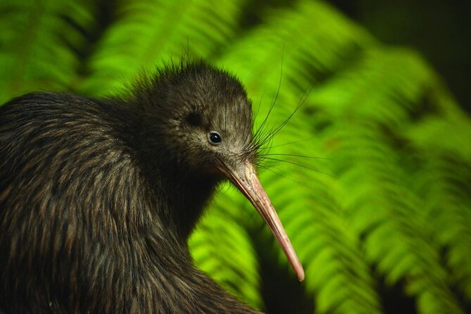 Twilight Wild Kiwi Bird Encounter Private Tour - The 5:00 pm pickup and drive north