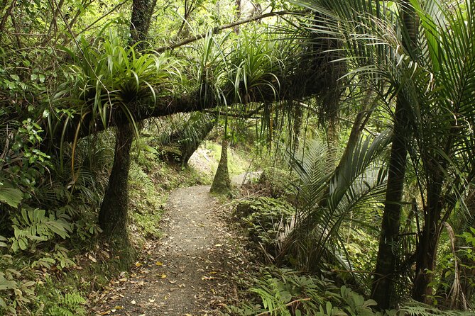 Ultimate Auckland Experience Full Day Tour with Brewery Lunch - Why this Auckland day works so well