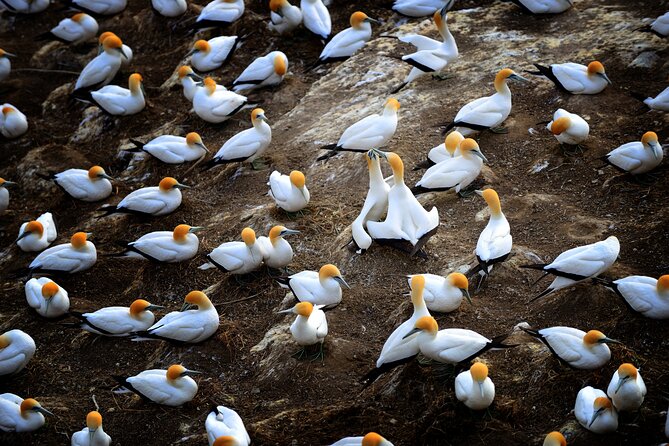 Ultimate Auckland Experience Full Day Tour with Brewery Lunch - The gannet colony depends on the season
