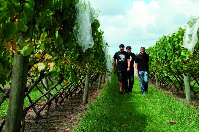 Vineyards Honey and Black Sand Beaches from Auckland - John McFarlane and the value of a small group