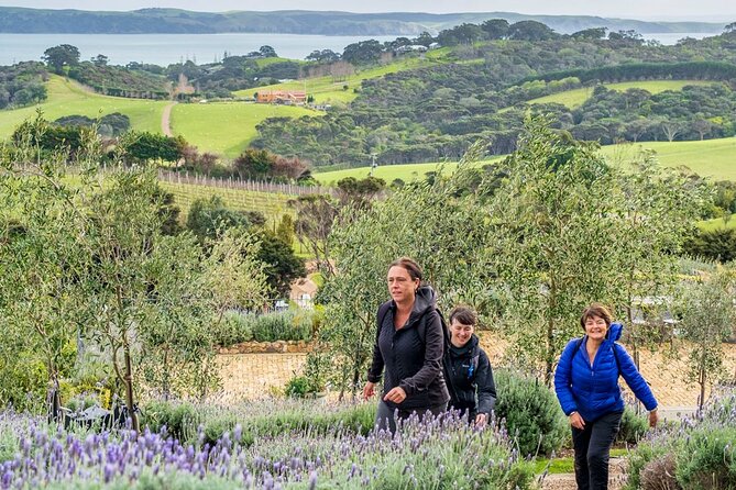 Waiheke Island History and Heritage Tour - How the $381.65 price measures up