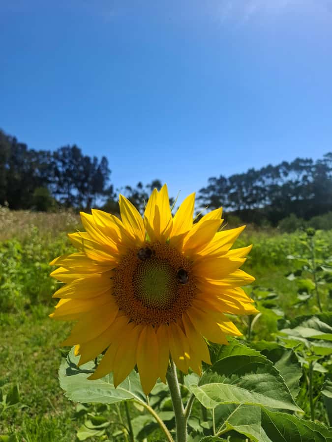 Waiheke Island: Sip and Savor 3 Vineyards Tour with Lunch - Starting with coffee and Waiheke’s village life