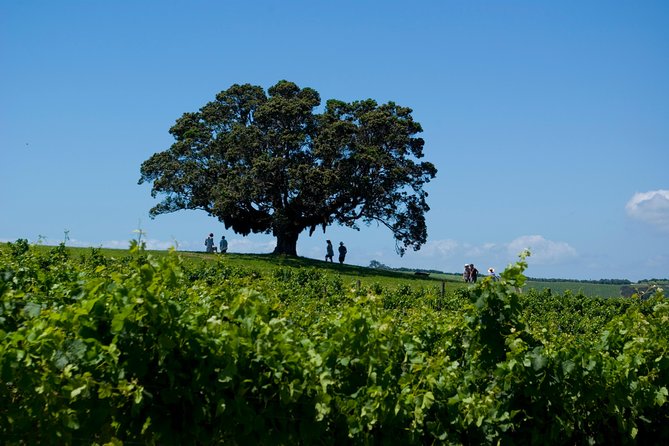 Waiheke island Wine Tours - PREMIUM wine tasting MAX 11 clients ! - Goldie Estate and the range of experiences