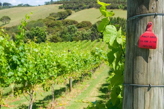 Waiheke island Wine Tours - PREMIUM wine tasting MAX 11 clients ! - The late lunch and flexible return