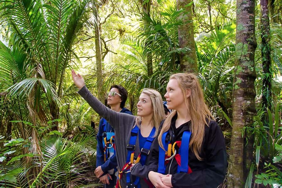 Waiheke Island: Zipline and Native Forest Adventure Trip - The forest walk is half the experience