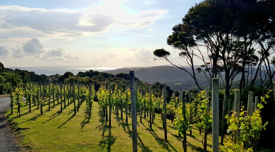 Waiheke: Scenic Taste and Graze Tour with Wine, Whisky, Beer - The lunch platter and Waiheke’s high views