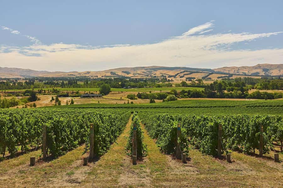 Waipara Valley Private Wine Tour with Tastings - From Christchurch to Waipara in About an Hour