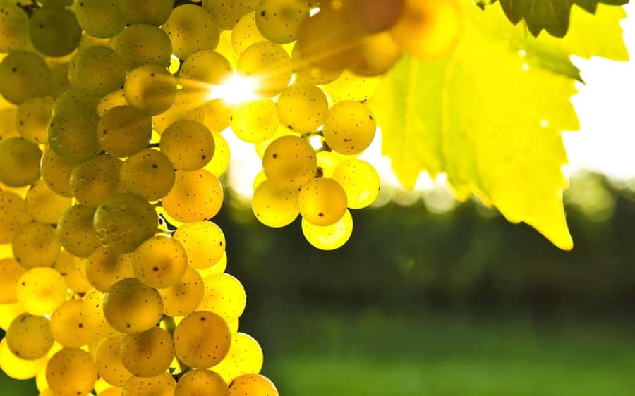 Waipara Valley Private Wine Tour with Tastings - Greystone and the Organic Side of Waipara