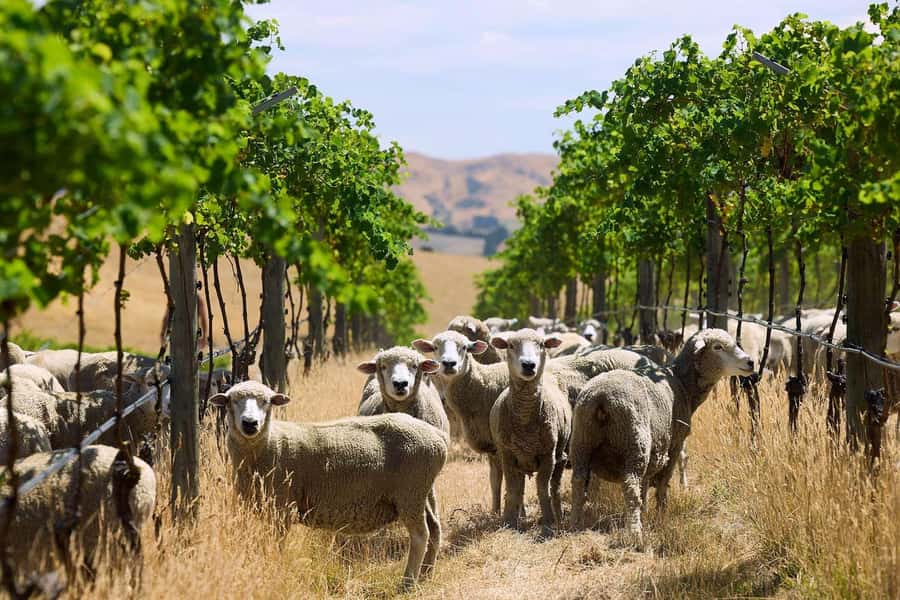 Waipara Valley Private Wine Tour with Tastings - Pegasus Bay, A Scenic First Taste
