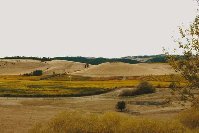 Waipara Valley Winery Tour Wine Tastings and Scenic Views - Why Waipara makes a worthwhile day trip from Christchurch