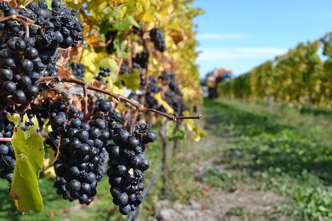 Waipara Wine Tour from Christchurch - including Lunch & Tastings - Torlesse Wines and a broader taste of Waipara