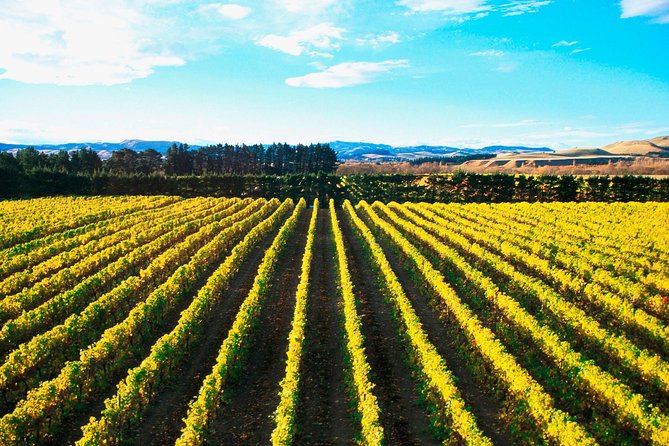Waipara Wine Tour from Christchurch - including Lunch & Tastings - Pegasus Bay and the final tasting flight