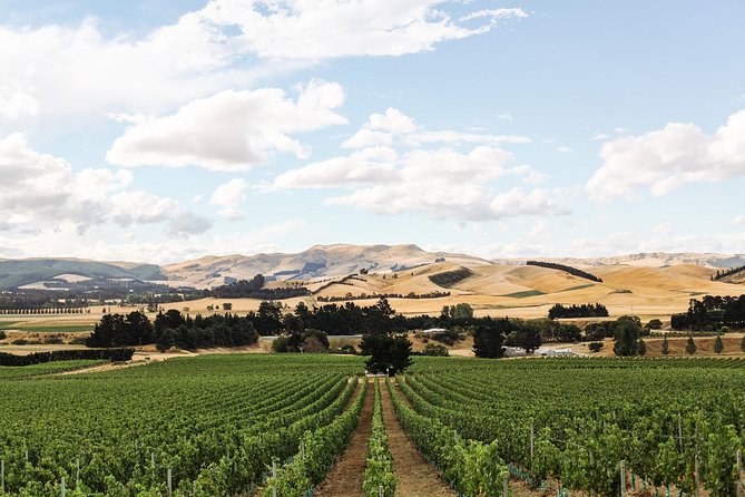 Waipara Wine Tour from Christchurch - including Lunch & Tastings - How much wine will you taste?