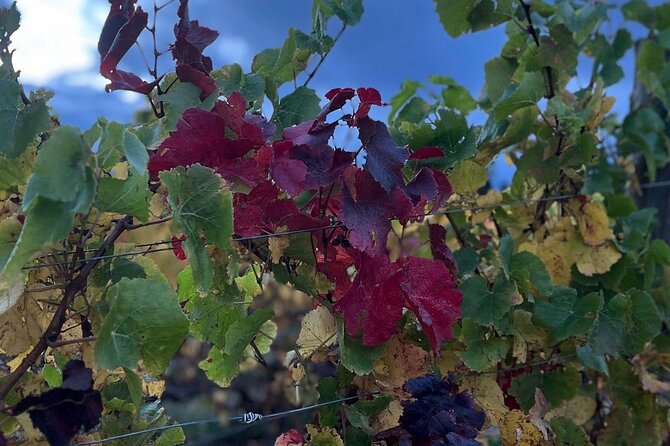 Waipara Wine Trail Private Group Tour From Christchurch - What the private transport adds