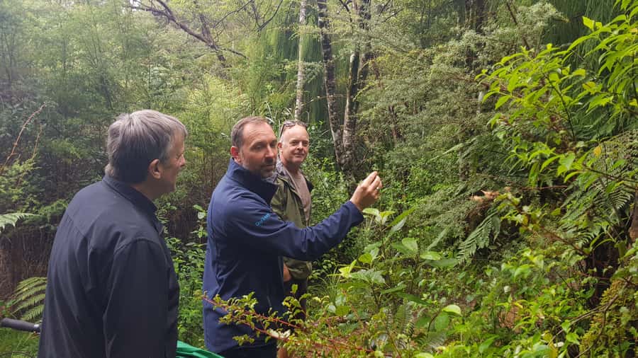 Waitakere Ranges Wilderness Experience Tour from Auckland - A gentle walk beneath kauri and tree ferns