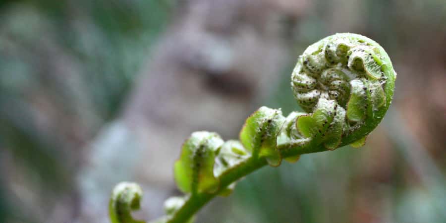 Waitakere Ranges Wilderness Experience Tour from Auckland - Afternoon tea with Manuka honey