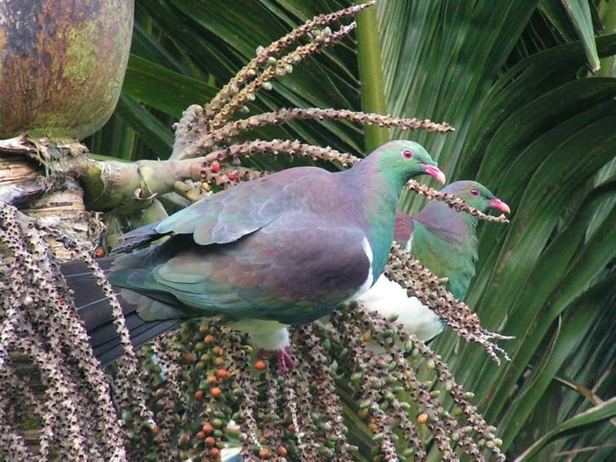 Waitakere Ranges Wilderness Experience Tour from Auckland - Weather, pacing, and practical limits