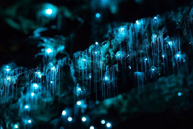 Waitomo Caves Private Tour from Auckland - Why Waitomo is worth the long day from Auckland