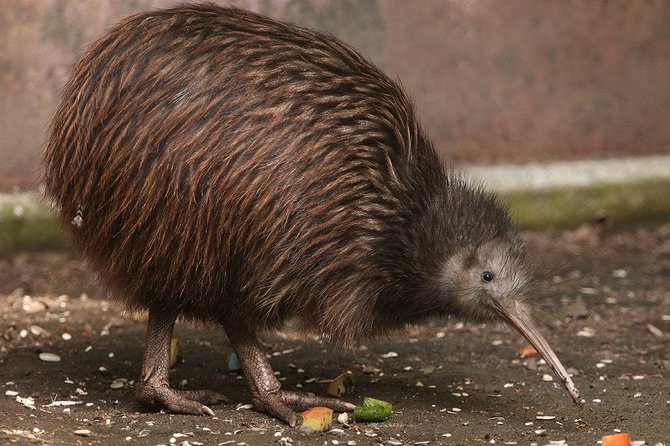 Waitomo Caves & Rotorua - Te Puia Small-Group Tour from Auckland - What the long return journey is really like