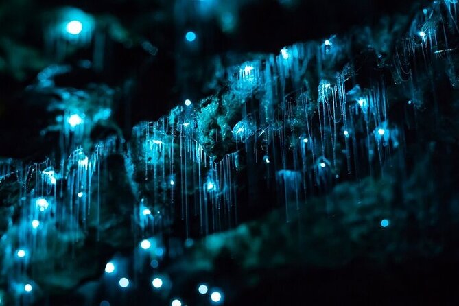Waitomo Glow Worm Caves - What the $173.14 price really covers