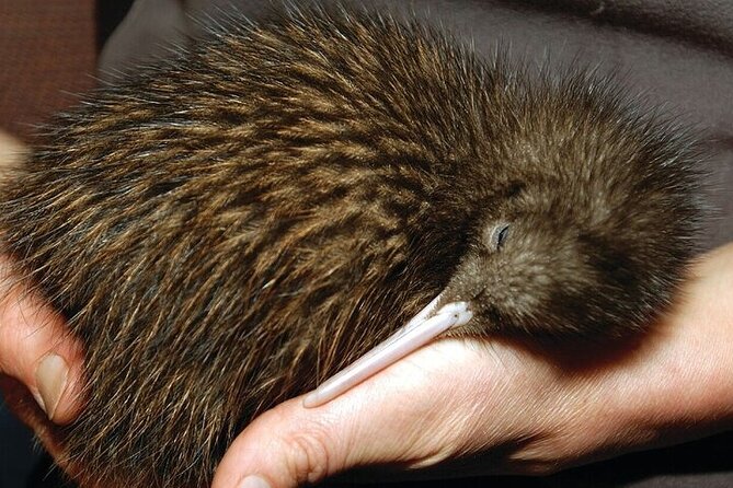 Waitomo Glow Worm Caves & Te Puia - Rotorua's Geothermal Valley - Kiwi watching at Te Puia