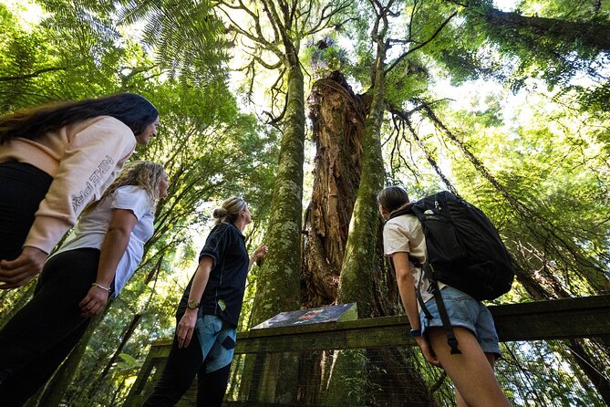 Waitomo GlowWorm cave & Sanctuary Mountain Ancient Walk Tour - How the two stops work together
