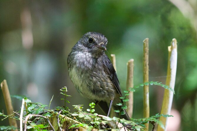 Waitomo GlowWorm cave & Sanctuary Mountain Ancient Walk Tour - Who will get the most from this day?