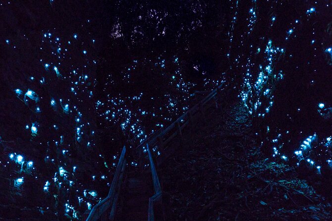 Waitomo GlowWorm cave & Sanctuary Mountain Ancient Walk Tour - Entering the Waitomo Glowworm Caves