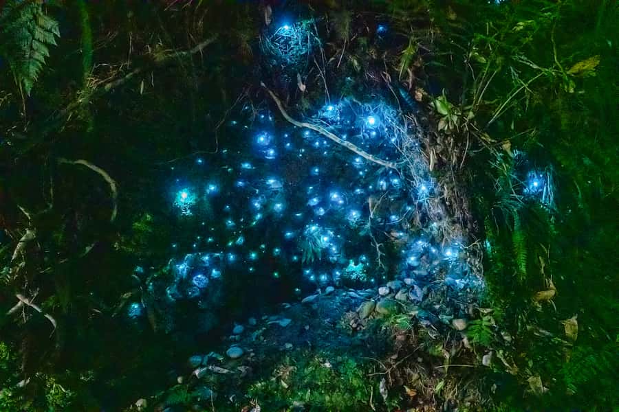 Waitomo: Glowworm Caves Guided Tour by Boat - Why Waitomo feels different from an ordinary cave tour