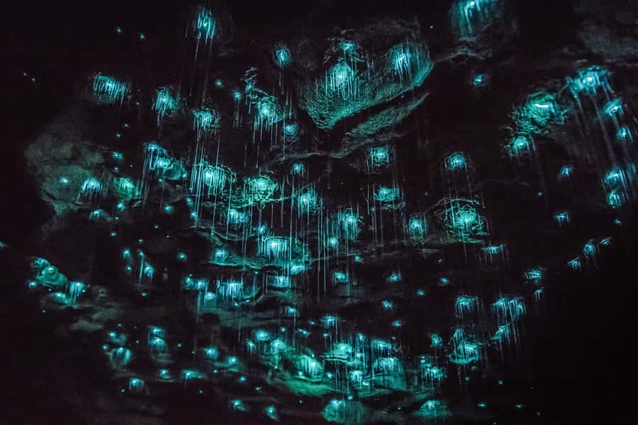 Waitomo: Glowworm Caves Guided Tour by Boat - The guide can make or break the hour