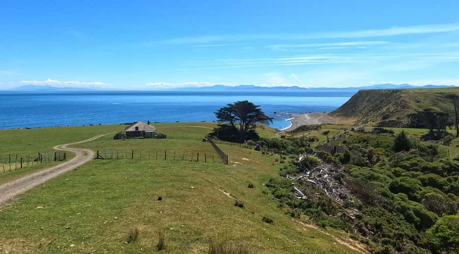 Wellington: Half Day Seal Coast Safari - What to bring and how to plan the day