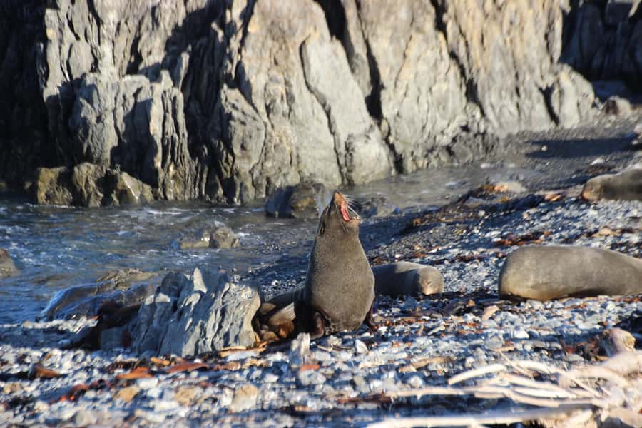 Wellington: Half Day Seal Coast Safari - Why this Wellington outing feels different