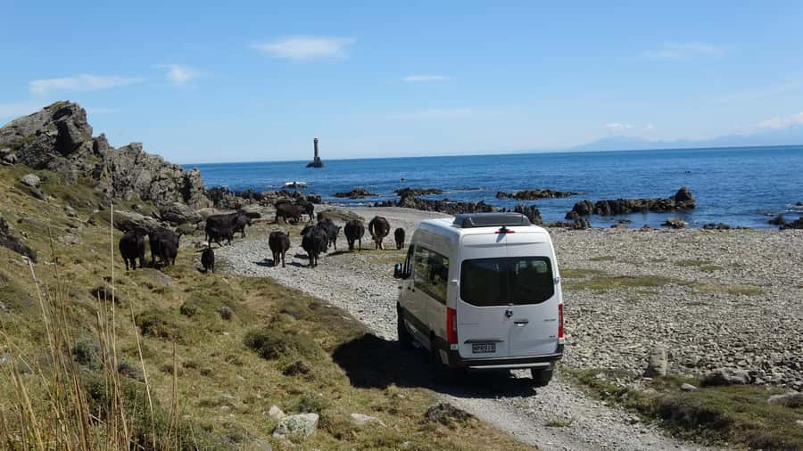 Wellington: Half Day Seal Coast Safari - The ride back and what the guide adds