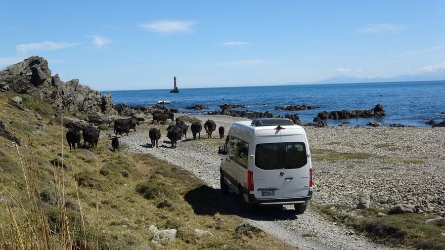 Wellington: Half Day Seal Coast Safari - Is $116 a fair price?