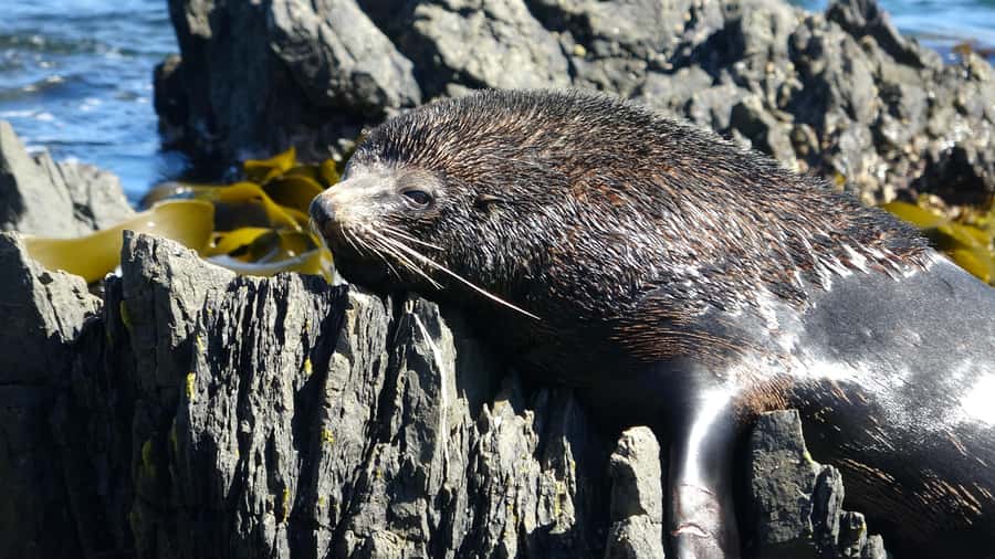Wellington: Half Day Seal Coast Safari - From central Wellington to Otari-Wilton’s Bush
