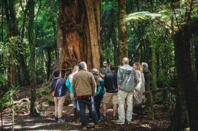 Original LOTR Full-Day Tour with Weta & Lunch