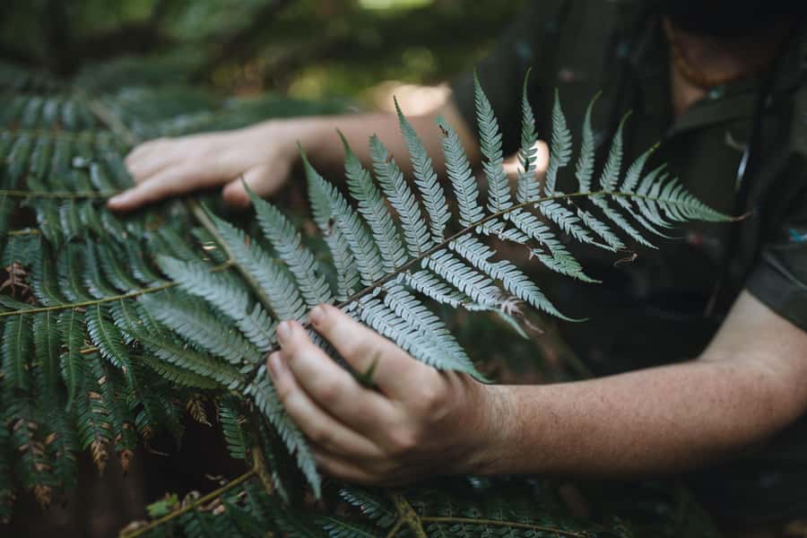 Wellington: Original LOTR Full-Day Tour with Weta & Lunch - Transport, pickup, and what to bring